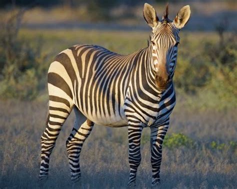 3 Species of zebras are Gevy zebra, mountain zebra and plains zebra