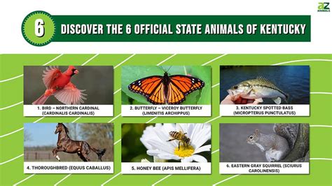 Discover the 6 Official State Animals of Kentucky - A-Z Animals