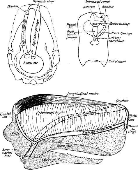 Spermaceti Structure