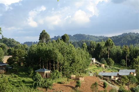 Bwindi Impenetrable National Park - Western Uganda - Around Guides