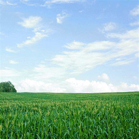 Corn Field Lol GIF by Robbie Cobb - Find & Share on GIPHY