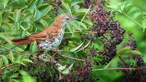 Can We Reach 1 Million Bird-Friendly Plants? | Audubon