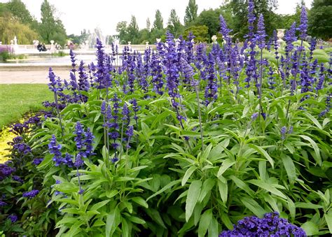 Salvia: How to Plant, Grow, and Care for Salvia (Sage) | The Old Farmer ...