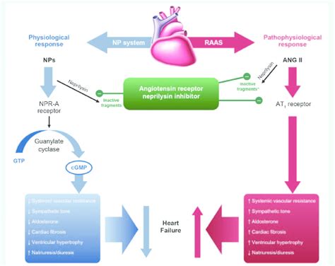 Mechanism of action for sacubitril/valsartan. 93 Reprinted from ...