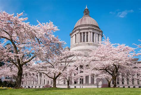 Cherry trees at Washington State Capitol | Greg Vaughn Photography