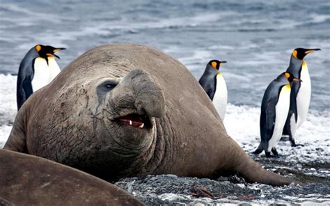 Southern Elephant Seal – "OCEAN TREASURES" Memorial Library