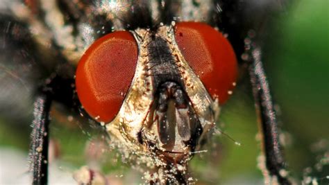 Secret Math of Fly Eyes Could Overhaul Robot Vision | WIRED