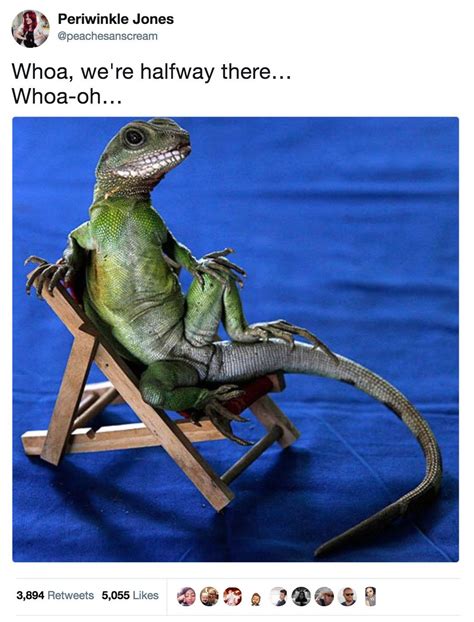 Try To Read These 17 Tweets Without Singing, I Dare You | Funny lizards ...