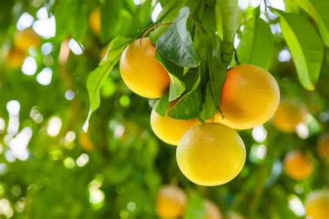 How to Plant a Grapefruit Tree - Minneopa Orchards