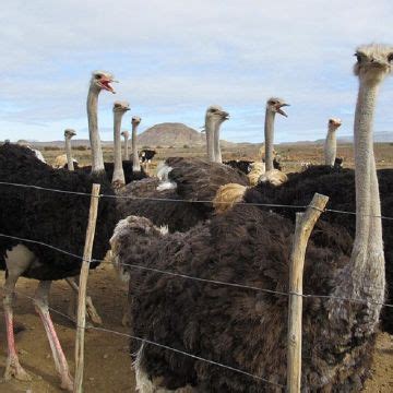 Buy Wholesale South Africa Live Ostrich & Fresh Fertile Eggs For Sale ...