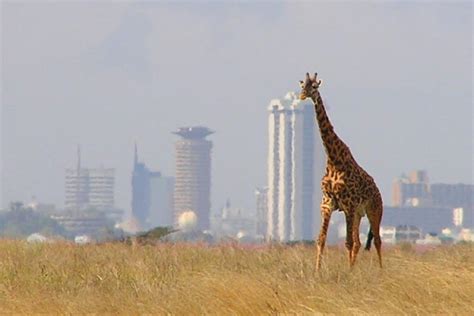 1 Day Nairobi National Park safari | Kenya Safaris Tours