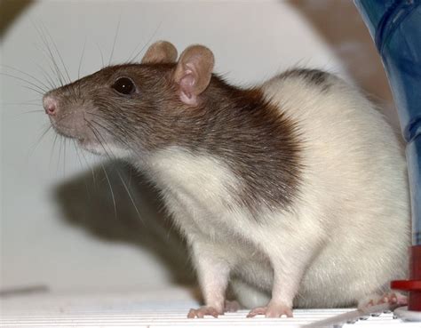 Fancy rat - Wikipedia