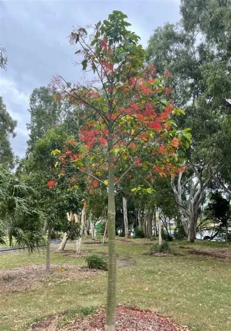 How to Grow an Illawarra Flame Tree (Brachychiton Acerifolius) - Garden Knocks