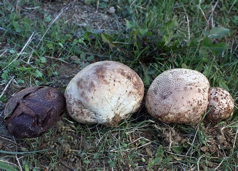 California Fungi: Calvatia cyathiformis