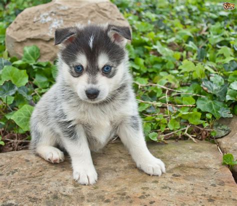 Pomsky Puppies For Sale | Spokane, WA #203950 | Petzlover