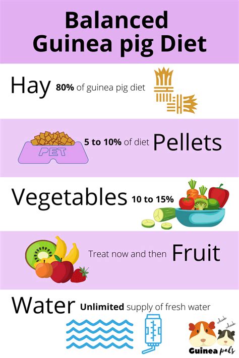 Guinea Pigs Food Chart