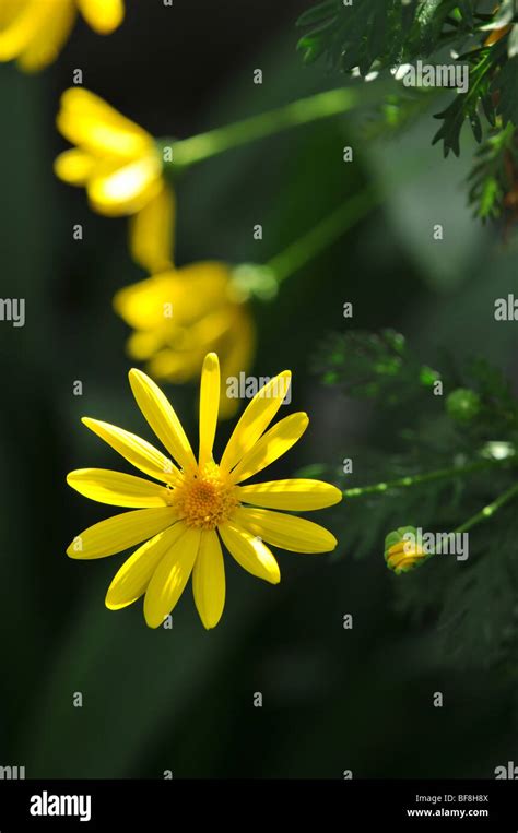 Yellow daisy in a garden Stock Photo - Alamy