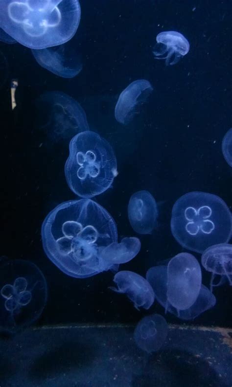 Free download | jellyfish, blue, moon, circle, community, drive, invertebrate, animals in the ...