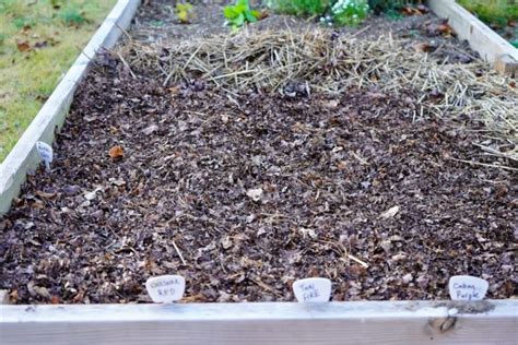 How To Make Leaf Mulch (And Its Amazing Benefits)