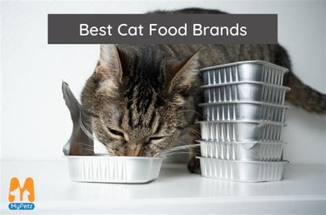 8 Best Cat Food Brands in India - MyPetz