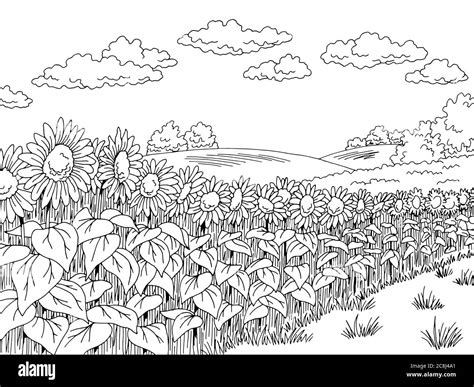 Sunflower field graphic black white landscape sketch illustration vector Stock Vector Image ...