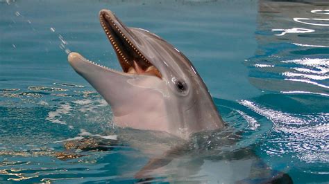 Beloved Prosthetic-tailed 'Dolphin Tale' Films' Star Winter Dies at US ...