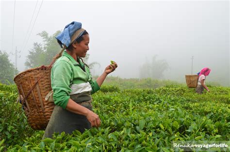 The Tea Gardens Of Darjeeling – A Photo Essay - Voyager For Life