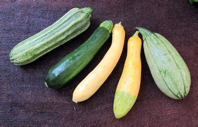 Different Varieties of Zucchini