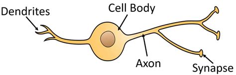 Relay Neuron - Key Stage Wiki