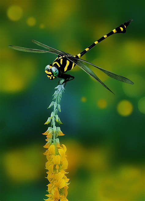 1080x1080px | free download | HD wallpaper: selective focus photography of yellow and black ...