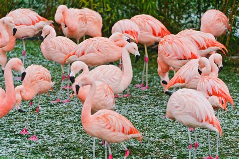 Chilean Flamingo Facts, Habitat, Conservation Status, Zoo Populations, Pictures and more on zoo ...