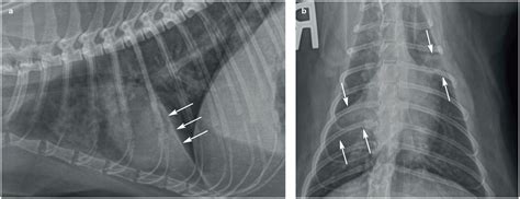 Feline asthma and heartworm disease: Clinical features, diagnostics and therapeutics - Sarah ...