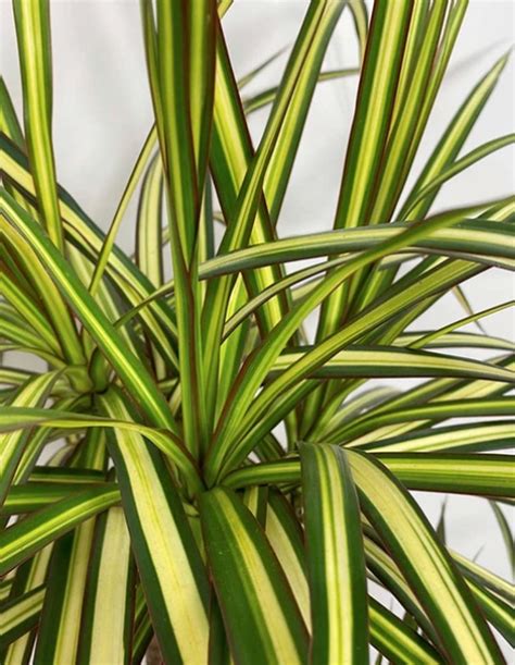 Dracaena Marginata - Plant World London