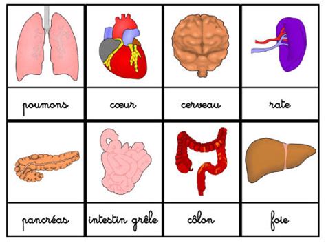 Crapouillotage: Le corps humain : les Organes