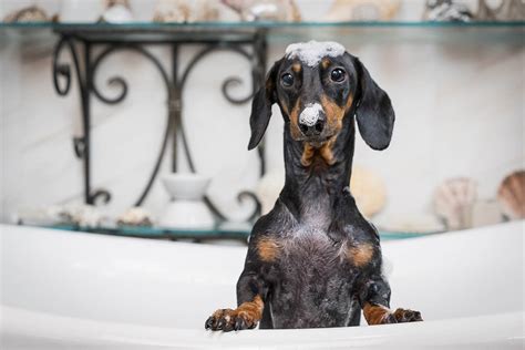 Dachshund Grooming: 11 Tips And Tricks To Make It Easy