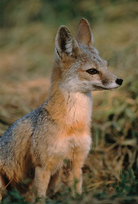 Vulpes_macrotis_mutica_sitting - Conservation Science Partners