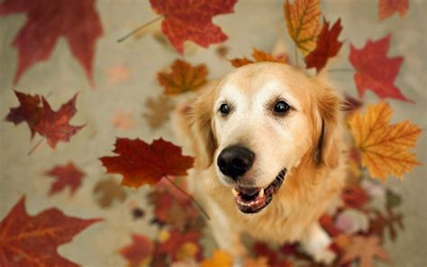 Fall Wallpaper Backgrounds With Dogs