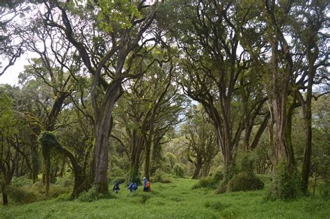 10 Best Forest Hiking Trails in Kenya | Hikemaniak