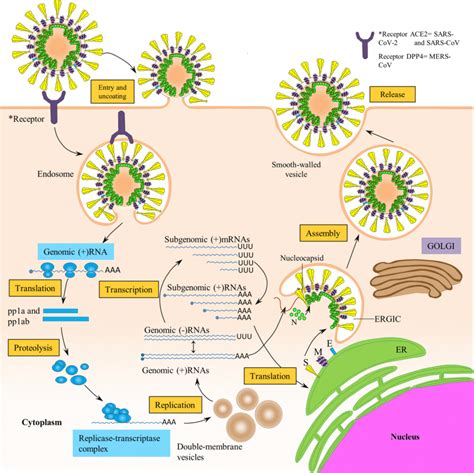 Viral Replication Study Guide - Inspirit