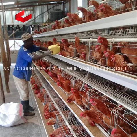 Automatic Poultry Layer Chicken Egg Farming Equipment - China Automatic Poultry Layer Farming ...