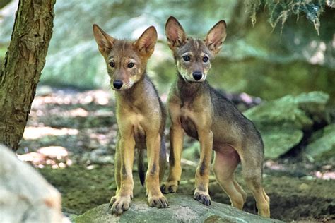 Red wolf pups (Canis rufus) - a photo on Flickriver