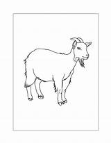 Goat Coloring Pages – Printable FREE sketch template