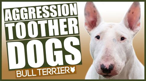 AGGRESSIVE BULL TERRIER TRAINING! How To Train Aggressive Bull Terrier Puppy! - YouTube