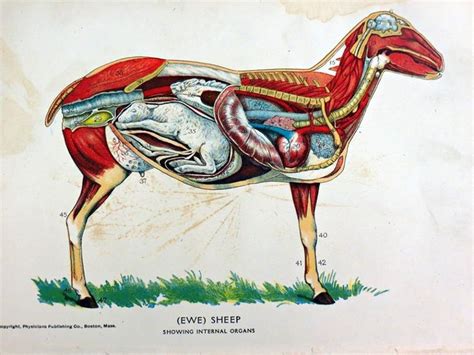 An original veterinary anatomy dissection bookplate print of a pregnant sheep published in 1924 ...