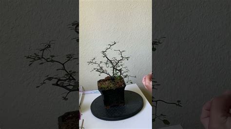 Summer pruning of my Corokia cotoneaster bonsai - YouTube