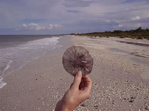 Barefoot Beach, one of best beach in America, is wild & wonderful