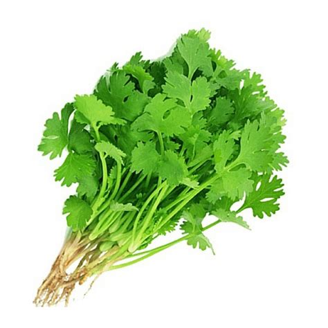 Coriander Leaves (150g - 200g) - Buy Coriander Leaves (150g - 200g ...