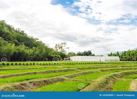 Domed Greenhouse or Tunnel for Young Plants Growing Nursery House Stock Image - Image of harvest ...