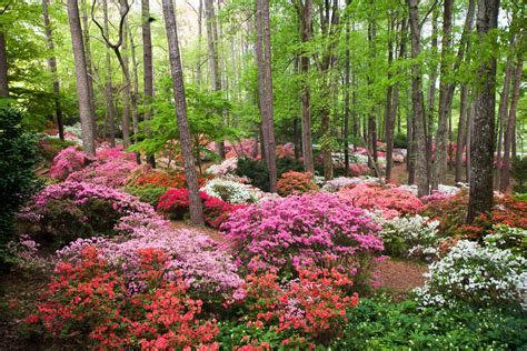 How To Care For Azaleas | Planting, Pruning & More | PlantingTree