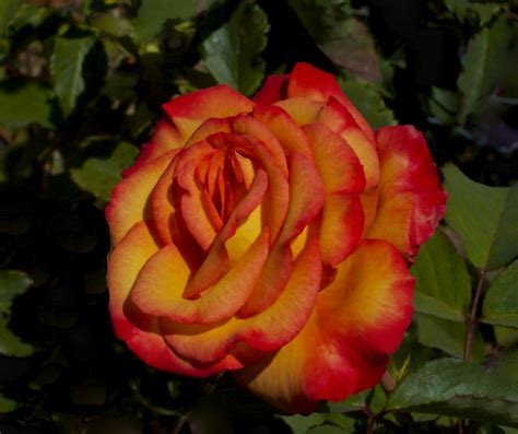 Fiery rose | Vale Ave. iPhoto.Affinity | Swedg | Flickr